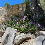 Bed & Breakfast Pedra Oliveira - En Pierre - Piscine Et Massage - Coimbra 3*