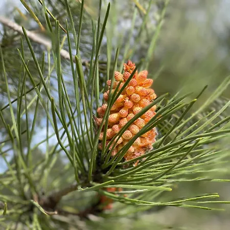 Romantique Au Calme Charme Et Intimite A Coimbra Frühstückspension