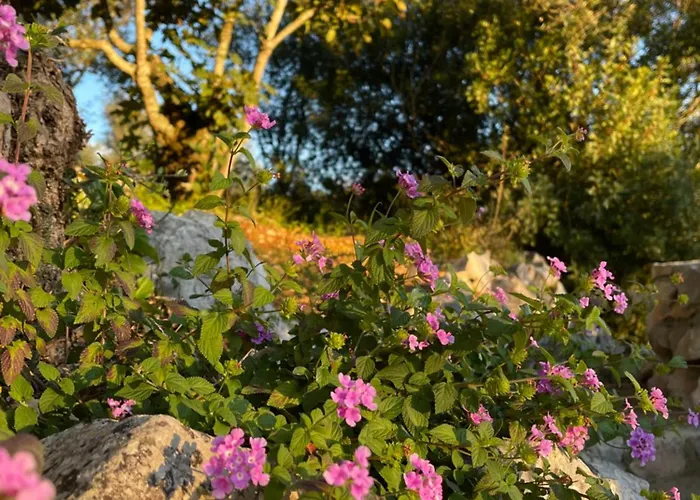 Nocleg ze śniadaniem Pedra Oliveira - Suite En Pierre - Piscine Et Massage - Coimbra Ameixeira