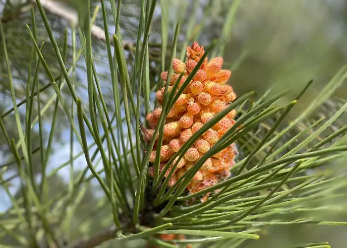 Romantique Au Calme Charme Et Intimite A Coimbra לינה וארוחת בוקר