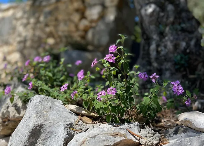 לינה וארוחת בוקר Romantique Au Calme Charme Et Intimite A Coimbra 3*